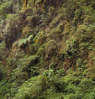 Ficus dammaropsis on a vertical cliff close to a waterfall, Tari, 2000 m asl, Hela, Papua New Guinea
