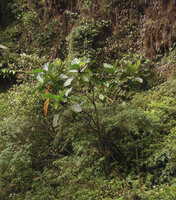 Ficus dammaropsis on vertical cliff at the base of a waterfall, Tari, 2000 m asl, Hela, Papua New Guinea