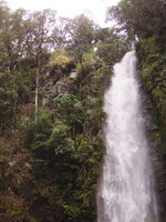 Ficus dammaropsis on vertical cliff receiving directly the spray of the waterfall, Tari, 2000 m asl, Hela, Papua New Guinea