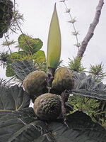 Ficus dammaropsis, sycones and apical shoot, Rondon Ridge 2000 m asl, Mount Hagen, Papua New Guinea