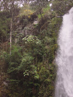 Ficus dammaropsis, two big shrubs on vertical cliff receiving directly the spray of the waterfall, Tari, 2000 m asl, Hela, Papua New Guinea