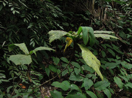 Ficus decipiens, basally branched individual following bending of the first stem, Mahawu, North Sulawesi
