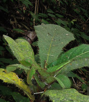 Ficus decipiens, imbricate hairy leaf bases due to short stem internodes, old leaves covered by dense epiphylls, Mahawu, North Sulawesi, Copyright Patrick Blanc