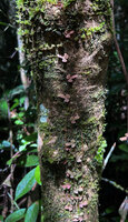 Ficus diversiformis climbing along a tree trunk, fixed by adventitious roots, Sinharaja, Sri Lanka