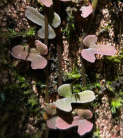 Ficus diversiformis, leaves, Sinharaja, Sri Lanka