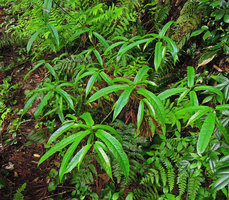 Ficus erecta ssp. sieboldii, Yamaguchi, Japan