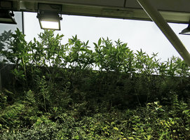 Ficus erecta var. sieboldii on the vertical garden, Shinkansen station, Yamaguchi, Japan