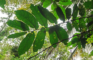 Ficus fiskei, asymmetric distichous leaves on plagiotropic branch, Balamban, Cebu, Philippines