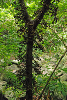 Ficus hispida, axes bearing figs all along the trunk and main branches, Tioman, Malaysia