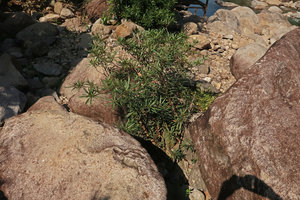 Ficus ischnopoda, a rheophytic shrub in its boulders habitat, Elephant Springs, Hue, Vietnam