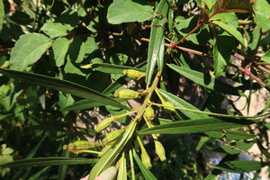 Ficus ischnopoda, immature sycones, Elephant Springs, Hue, Vietnam