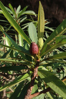 Ficus ischnopoda, mature sycone, Elephant Springs, Hue, Vietnam