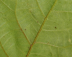 Ficus jimiensis, abaxial surface of the leaf with characteristic Ficus venation, Manusela NP, 1000 m asl, Seram, Moluccas