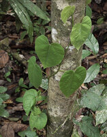 Ficus jimiensis, a climbing species looking like a Piper,  Malagufuk, Sorong, Papua