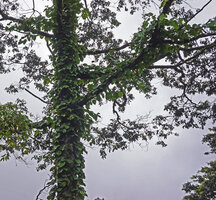 Ficus jimiensis climbing along a tree trunk and invading the main branches, Manusela NP, 1000 m asl, Seram, Moluccas