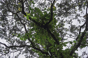 Ficus jimiensis climbing till the top of a 20 m high tree, Manusela NP, 1000 m asl, Seram, Moluccas