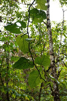 Ficus jimiensis, detached hanging apical part of a climbing stem, Manusela NP, 1000 m asl, Seram, Moluccas