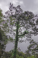 Ficus jimiensis, stems climbing vertically along a tree trunk, fixed by their adventitious roots, Manusela NP, 1000 m asl, Seram, Moluccas