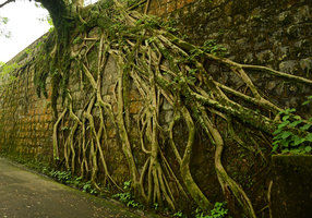 Ficus microcarpa roots embracing a brick wall, detail, Hong Kong Peak