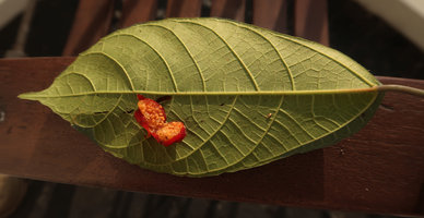 Ficus montana, leaf and transverse section of the small ripe fig, Wonosari, Java