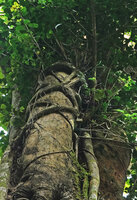 Ficus natalensis subsp. leprieurii as an hemiepiphyte, the branches and clasping roots emerging from a pseudocollar zone, Amani, East Usambara, Tanzania