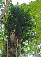 Ficus natalensis subsp. leprieurii as an hemiepiphyte with roots clasping the tree host trunk, Amani, East Usambara, Tanzania