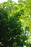 Ficus natalensis subsp. leprieurii, leafy branches, Amani, East Usambara, Tanzania