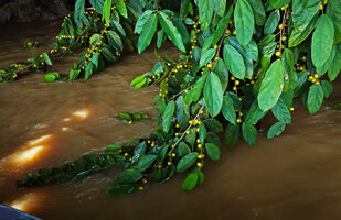 Ficus parietalis, branches covered with yellow ripe male figs trailing at the surface of the Kinabatangan river, Sukau, Sabah, Borneo