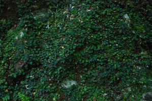 Ficus sarmentosa var. thunbergii carpeting the rocks of a shaded cave entrance, Shikoku, Japan