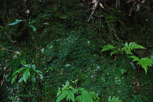 Ficus sarmentosa var. thunbergii on rocks of a shaded cave entrance, Shikoku, Japan