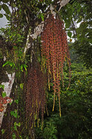 Ficus pungens, cauliflory with long freely hanging fasciculate shoots bearing only figs, Manusela NP, 800 m asl, Seram, Moluccas