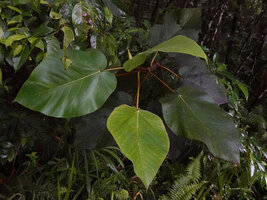 Ficus pungens, leaves, Manusela NP, 800 m asl, Seram, Moluccas
