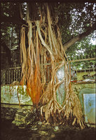 Ficus religiosa root system covering a tree, grids, wall and sidewalk, Mumbai, India