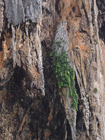Ficus rumphii overhanging the sea on a limestone cliff, Railay, Thailand