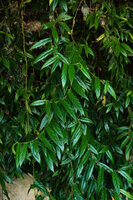 Ficus sagittata, hanging stems with bathyphylls hanging from a limestone cliff just above the river, Sukau, Kinabatangan, Sabah, Borneo