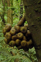 Ficus schwarzii bearing a huge bunch of ripe figs, Fraser&#039;s Hill, Malaysia