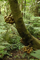 Ficus schwarzii bearing a huge cauliflorous bunches of ripe figs, Fraser&#039;s Hill, Malaysia