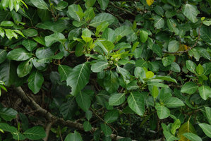 Ficus septica, Okinawa, Japan