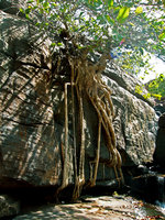 Ficus sp., roots covering a rock in intermittent waterfall, Mali