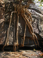Ficus sp., roots on intermittent waterfall, Mali