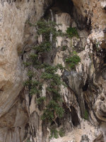 Ficus sp., shrubby species erect on a limestone cliff, Railay, Thailand