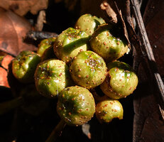 Ficus stolonifera, clustered figs on the forest floor, Kinabalu NP, Poring, 500 m asl, Sabah, Borneo