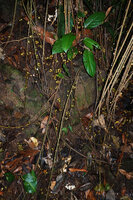 Ficus stolonifera, hanging down branched leafless stems bearing figs mostly along the distal horizontal creeping parts of stems, characteristic of the geocarpic species , Kinabalu NP, Poring, 500 m asl, Sabah, Borneo