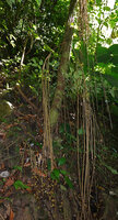Ficus stolonifera, hanging down branched stems without leaves and bearing the figs, arising up to 3 m above the soil, Kinabalu NP, Poring, 500 m asl, Sabah, Borneo