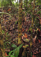 Ficus sublimbata, flagelliform fig bearing leafless shoots issued from the lower part of the quite narrow tree trunk, Rondon ridge, 2000 m asl, Mount Hagen, Papua New Guinea