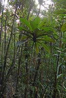Ficus theophrastoides, a monocaulous litter trapping treelet in forest understory, Colo-I-Suva, Viti Levu, Fiji, Aug. 2016