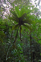 Ficus theophrastoides, close up of the litter trapping apical leaf rosette in forest understory, Colo-I-Suva, Viti Levu, Fiji, Aug. 2016