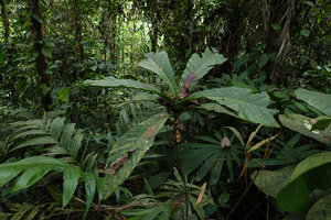 Ficus theophrastoides, Tenaru Falls, Guadalcanal, Solomon Islands