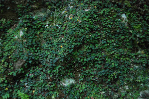 Ficus thunbergii carpeting a vertical rocky overshaded bank, Shikoku, Japan