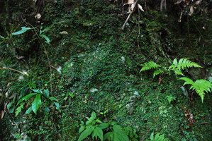 Ficus thunbergii carpeting a vertical rocky overshaded mossy and ferny bank, Shikoku, Japan